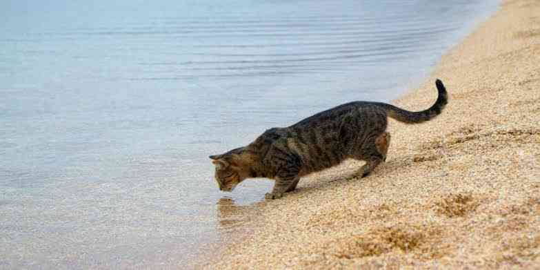 Cats can drink seawater (saltwater). Because they have kidneys that can filter out salt and use the water content to hydrate their bodies. - MirrorLog